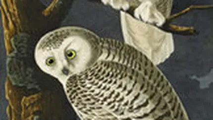 Cea mai scumpa carte din lume s-a vandut marti cu peste 11 mil. dolari