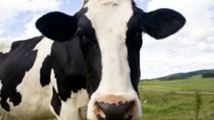 Statul va plati crescatorilor de bovine un ajutor financiar de 410 lei/cap de animal