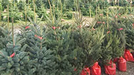 O afacere cu potential: Vanzarile de brazi de Craciun in ghiveci s-au dublat in 2010