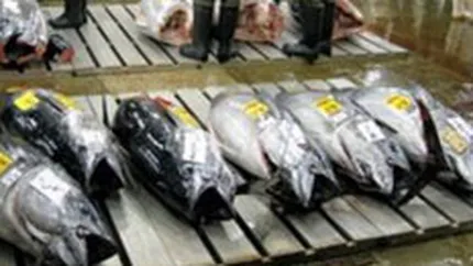 Un ton de peste 340 kg s-a vandut la pretul record de 400.000$