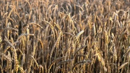 Agrostar: Agricultorii n-au putut cheltui subventiile primite in ultimele zile din 2010 si vor fi impozitati