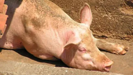 Patronat: Este posibil ca Romania sa fi importat carne de porc contaminata cu dioxina