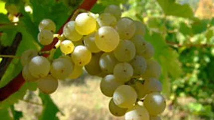 Via de la Dragasani a guvernatorului BNR, calcata de hoti. Afla ce s-a furat