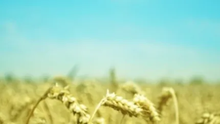 Pretul graului, cel mai amplu declin dupa 2008 in ultimele trei zile