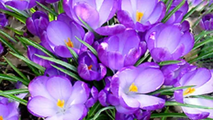 Vanzarile de flori online vor depasi 200.000 de euro intre 1 si 8 martie