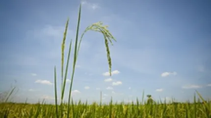 FMI: Preturile alimentelor ar putea ramane la niveluri ridicate record pentru mai mult timp