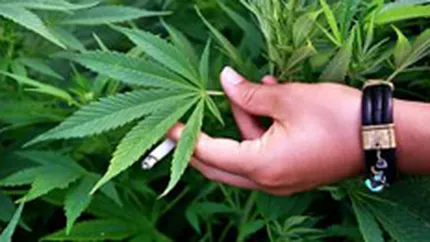 Un oras din Olanda propune cultivarea canabisului in cooperativa