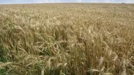 Productia agricola a crescut in 2010 la cereale si fructe si a scazut la cartofi si legume