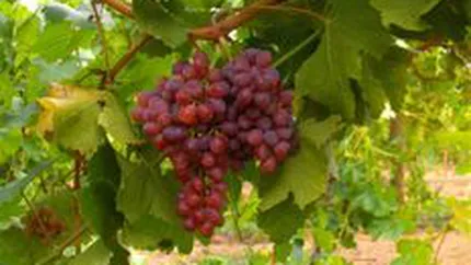 Podgoria Regala de la Murtfatlar are zilele numarate