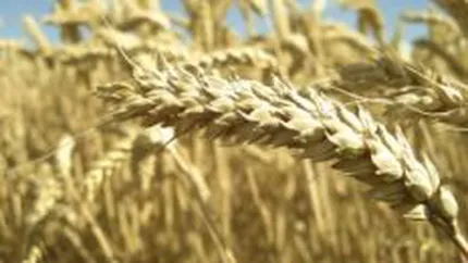 Seful Bancii Mondiale: Economia mondiala este la un soc distanta de o criza alimentara de amploare