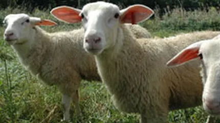 Criza bate traditia: Romanii inlocuiesc mielul de Paste cu puiul