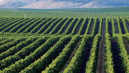 Arabii vor sa cumpere terenuri agricole in Romania