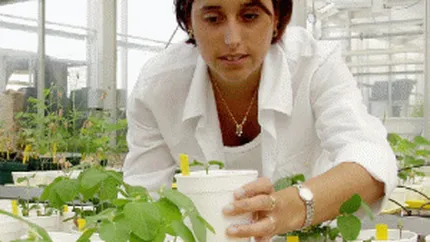 Productia de legume ecologice, in crestere cu 20%