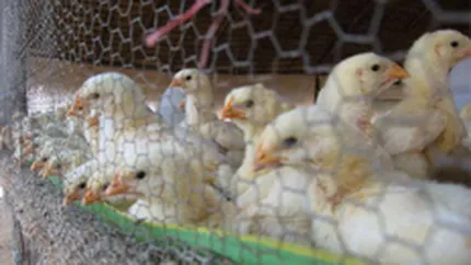 GolinHarris comunica pentru Transavia