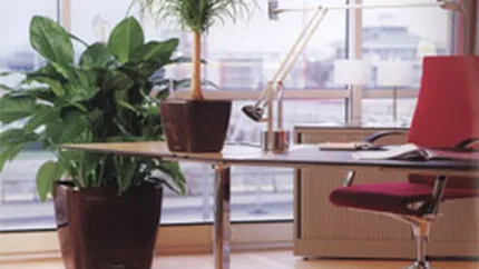 Plantele la birou combat stresul si oboseala