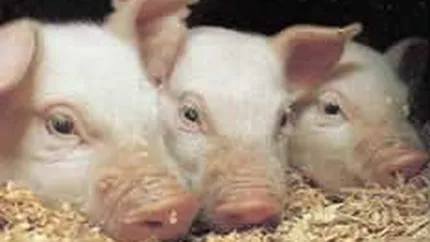BCR solicita insolventa unei ferme de porci