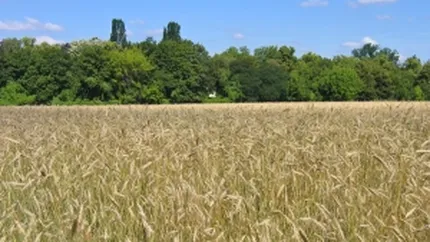 CE: Romania are un an agricol mai bun decat 2010 si peste media ultimilor cinci ani