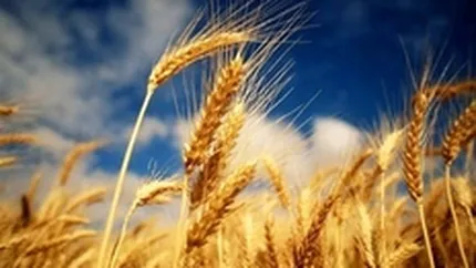 Romania a redevenit granar. Vezi productia de anul acesta