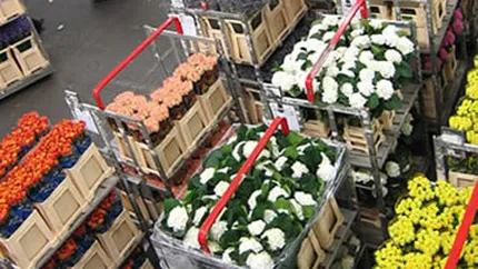 Transporturi de seminte si flori din Olanda, verificate in toata tara. Analizele au relevat existenta unei bacterii periculoase