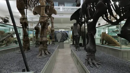 Muzeul Antipa, magnet pentru vizitatori dupa renovare (VIDEO)