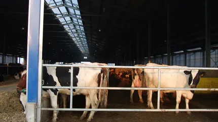 40 mil. euro, investitii anuntate in ferme de vaci. De ce aleg olandezii Romania