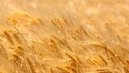 Dezamagit de incasarile din agricultura, Guvernul pregateste o rectificare bugetara negativa