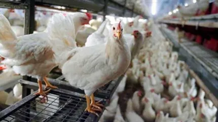 UE va avertiza Romania pentru nereguli la cresterea gainilor