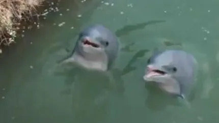 Paduri virgine  si Delfini in Dambovita, printre cele mai populare reclame din 2011