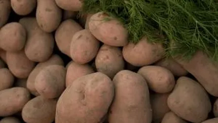 Revolutia cartofilor din Grecia. Fermierii nu mai vand la intermediari, ci direct consumatorilor