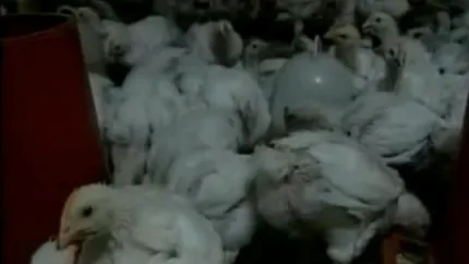 Gripa aviara in Olanda: Peste 40.000 de curcani, sacrificati