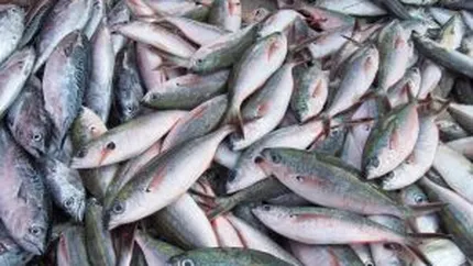Protectia Consumatorilor a retras peste 120 kg de peste de la comercializare. Vezi de ce