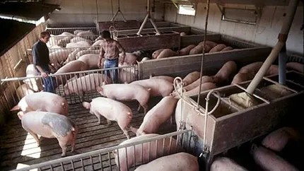 CE aloca fonduri pentru bunastarea porcinelor