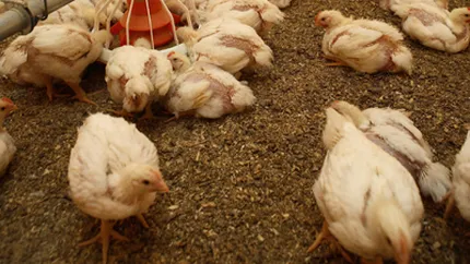 Transavia inaugureaza un nou complex avicol la Cristuru Secuiesc