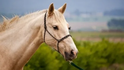 Ministru grec: Sper sa nu ajung sa merg cu calul. Am trecut deja de la Audi la VW Golf