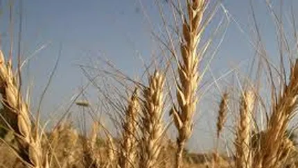 Romania a exportat de doua ori mai mult grau si porumb, in primele patru luni din 2012