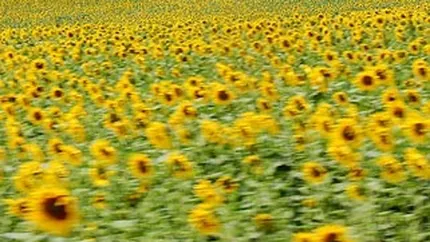 Cum vrea Guvernul sa ajute agricultura: TVA de 9% la produsele de baza