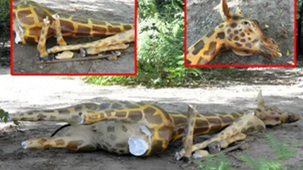 Girafa din fata muzeului Antipa a fost distrusa