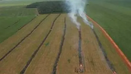 Romania, reper pentru productia de soia nemodificata genetic?