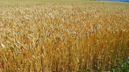 Guvernul cere la Bruxelles o noua derogare pentru taxarea inversa la cereale, pentru inca 2 ani