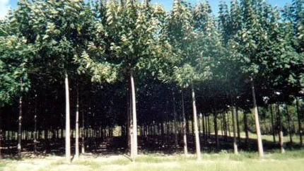 Fabrica inedita de curent in Ardeal: megawatti din copacul minune Paulownia