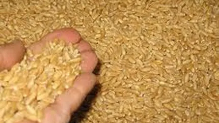 Cotatiile la grau si porumb raman pe un palier ridicat pe bursa