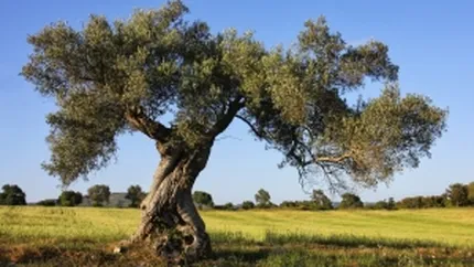 Descoperire stiintifica: Unde se afla cei mai vechi copaci din lume