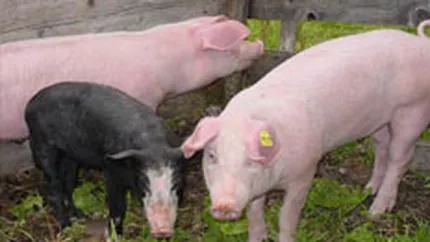 CEC Bank a lansat un credit destinat crescatorilor de porci