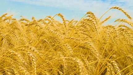 Exporturile Romaniei de grau si porumb s-au dublat la 8 luni