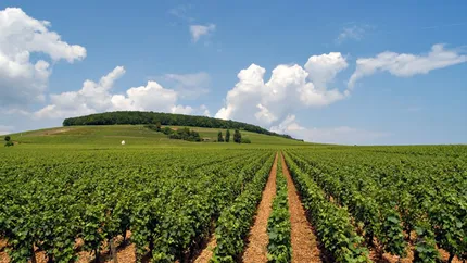Carpatica lanseaza un credit pentru sectorul vegetal