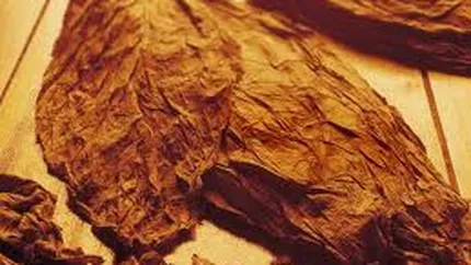 Pretul tutunului ar putea creste cu 25%