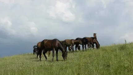 The Sun: Cai salbatici supusi unor tratamente crude in Romania, sacrificati pentru export