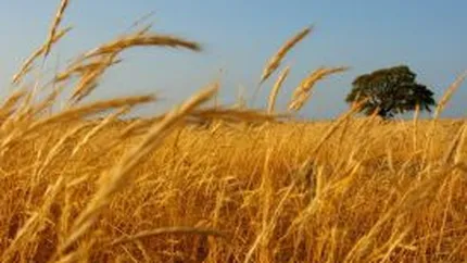 Patru tone de cereale transportate fara documente legale au fost confiscate