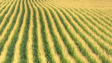 Doua companii britanice vor sa investeasca in terenuri agricole din Romania