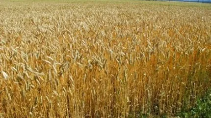 Prelungirea taxarii inverse la cereale, respinsa de CE